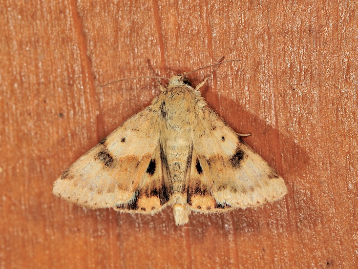 Heliothis maritima ?????